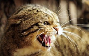 язык тела кошки