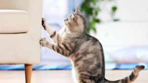 Почему кошки царапают мебель или обои