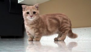 самые маленькие кошки в мире