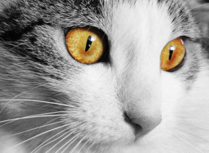 Почему у кошек вертикальные зрачки?