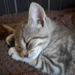 Позы сна у кошек:  что они означают